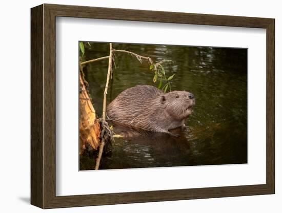 Beaver Sitting in a River, close Up-Digital Wildlife Scotland-Framed Photographic Print