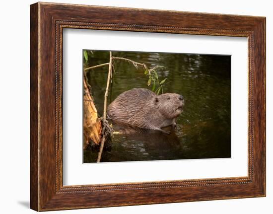 Beaver Sitting in a River, close Up-Digital Wildlife Scotland-Framed Photographic Print