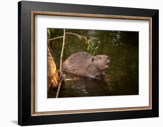 Beaver Sitting in a River, close Up-Digital Wildlife Scotland-Framed Photographic Print