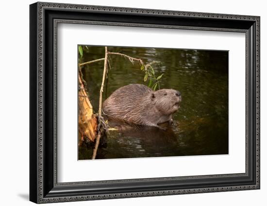 Beaver Sitting in a River, close Up-Digital Wildlife Scotland-Framed Photographic Print