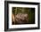 Beaver Sitting in a River, close Up-Digital Wildlife Scotland-Framed Photographic Print