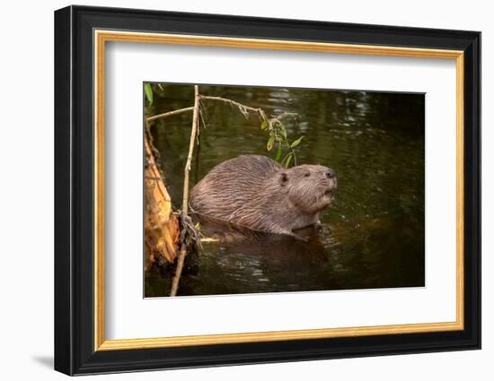 Beaver Sitting in a River, close Up-Digital Wildlife Scotland-Framed Photographic Print