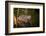 Beaver Sitting in a River, close Up-Digital Wildlife Scotland-Framed Photographic Print