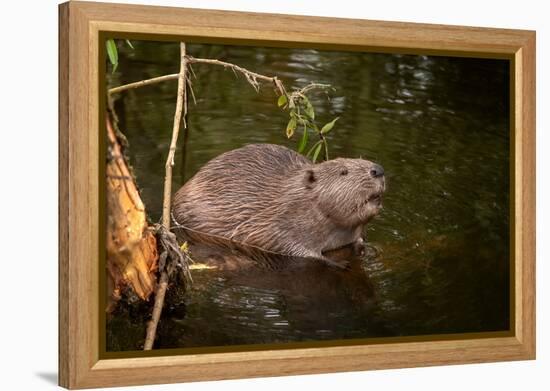 Beaver Sitting in a River, close Up-Digital Wildlife Scotland-Framed Premier Image Canvas