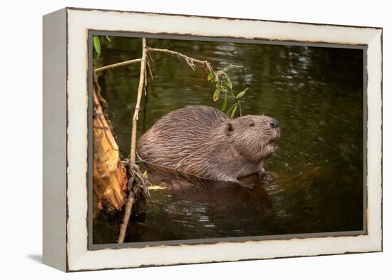 Beaver Sitting in a River, close Up-Digital Wildlife Scotland-Framed Premier Image Canvas