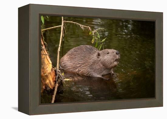 Beaver Sitting in a River, close Up-Digital Wildlife Scotland-Framed Premier Image Canvas