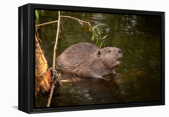 Beaver Sitting in a River, close Up-Digital Wildlife Scotland-Framed Premier Image Canvas