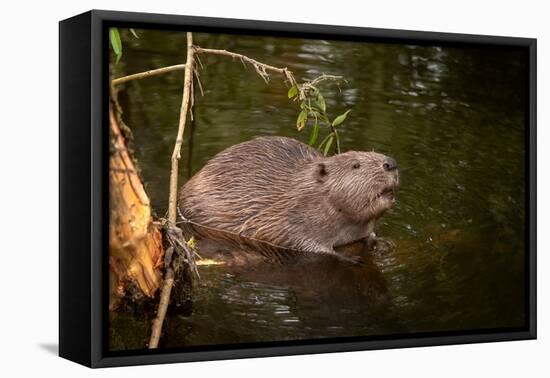 Beaver Sitting in a River, close Up-Digital Wildlife Scotland-Framed Premier Image Canvas