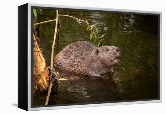 Beaver Sitting in a River, close Up-Digital Wildlife Scotland-Framed Premier Image Canvas