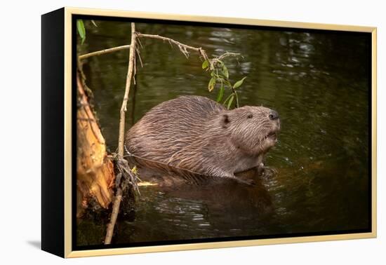 Beaver Sitting in a River, close Up-Digital Wildlife Scotland-Framed Premier Image Canvas