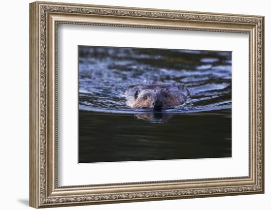 Beaver Swimming in Pond-Ken Archer-Framed Photographic Print