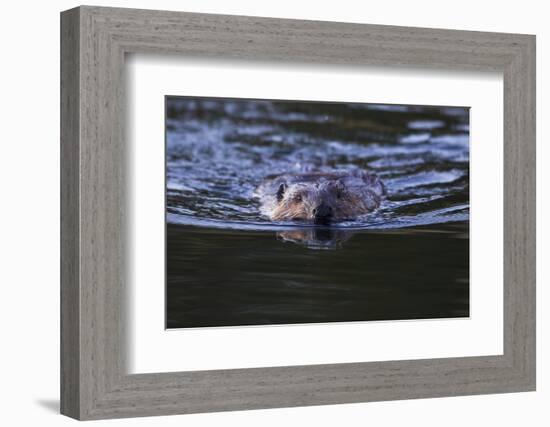 Beaver Swimming in Pond-Ken Archer-Framed Photographic Print