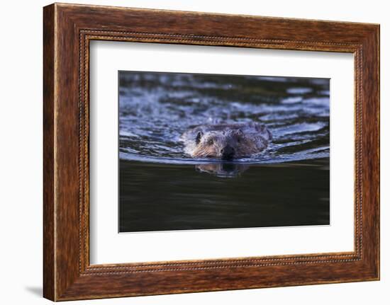 Beaver Swimming in Pond-Ken Archer-Framed Photographic Print