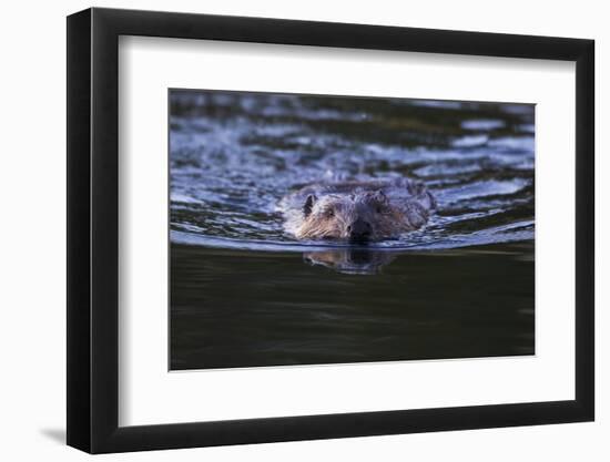 Beaver Swimming in Pond-Ken Archer-Framed Photographic Print