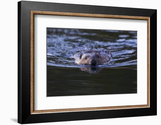 Beaver Swimming in Pond-Ken Archer-Framed Photographic Print