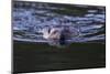 Beaver Swimming in Pond-Ken Archer-Mounted Photographic Print