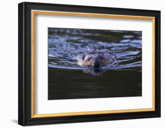 Beaver Swimming in Pond-Ken Archer-Framed Photographic Print