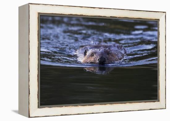 Beaver Swimming in Pond-Ken Archer-Framed Premier Image Canvas