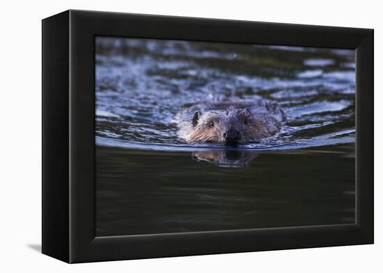 Beaver Swimming in Pond-Ken Archer-Framed Premier Image Canvas