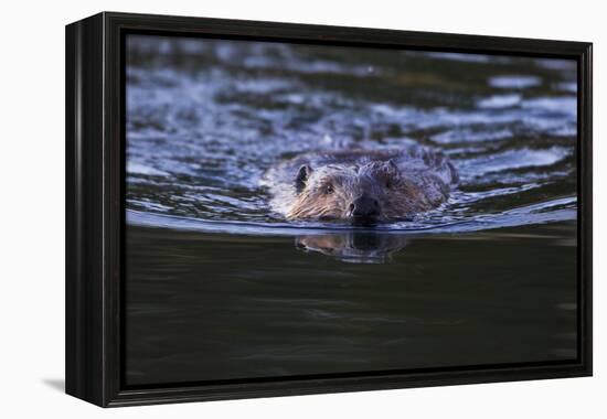 Beaver Swimming in Pond-Ken Archer-Framed Premier Image Canvas