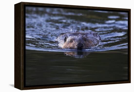 Beaver Swimming in Pond-Ken Archer-Framed Premier Image Canvas