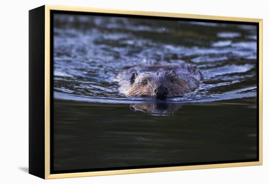 Beaver Swimming in Pond-Ken Archer-Framed Premier Image Canvas