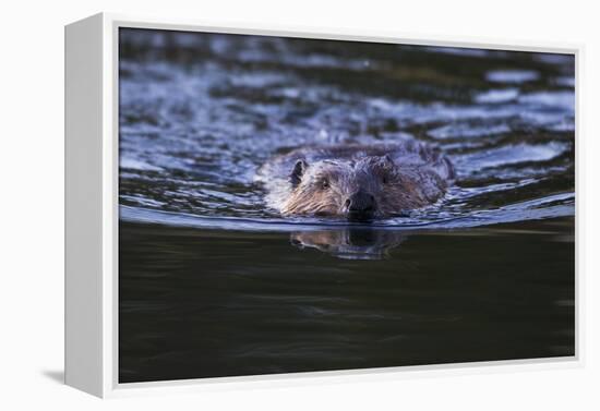 Beaver Swimming in Pond-Ken Archer-Framed Premier Image Canvas