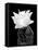 Beaver Tail Cactus Flower BW-Douglas Taylor-Framed Premier Image Canvas