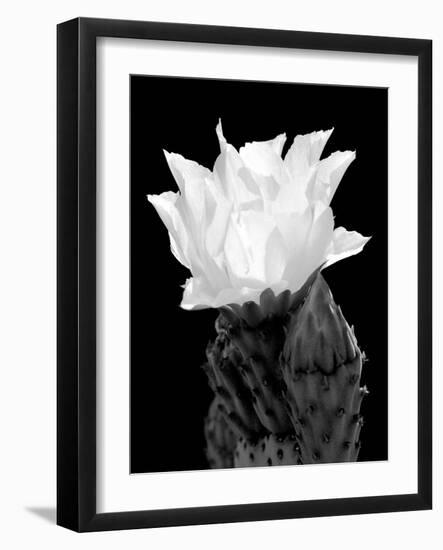 Beaver Tail Cactus Flower BW-Douglas Taylor-Framed Photographic Print