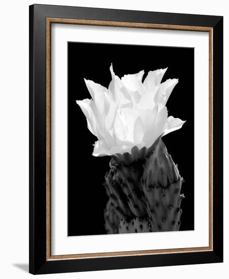 Beaver Tail Cactus Flower BW-Douglas Taylor-Framed Photographic Print