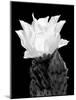 Beaver Tail Cactus Flower BW-Douglas Taylor-Mounted Photographic Print