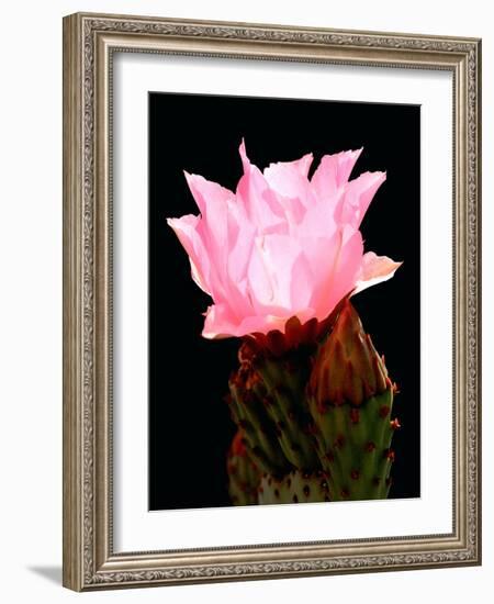 Beaver Tail Cactus Flower-Douglas Taylor-Framed Photographic Print