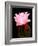 Beaver Tail Cactus Flower-Douglas Taylor-Framed Photographic Print