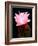 Beaver Tail Cactus Flower-Douglas Taylor-Framed Photographic Print