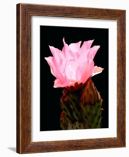 Beaver Tail Cactus Flower-Douglas Taylor-Framed Photographic Print