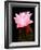 Beaver Tail Cactus Flower-Douglas Taylor-Framed Photographic Print