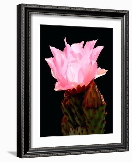 Beaver Tail Cactus Flower-Douglas Taylor-Framed Photographic Print