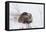 Beaver, Winter Food-Ken Archer-Framed Premier Image Canvas