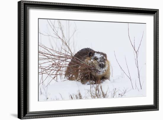 Beaver, Winter Food-Ken Archer-Framed Photographic Print