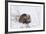 Beaver, Winter Food-Ken Archer-Framed Photographic Print