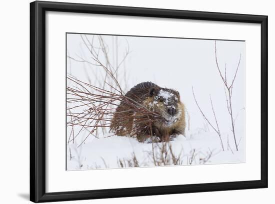 Beaver, Winter Food-Ken Archer-Framed Photographic Print