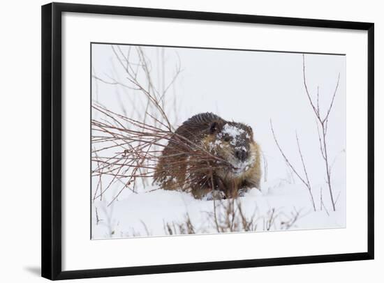 Beaver, Winter Food-Ken Archer-Framed Photographic Print