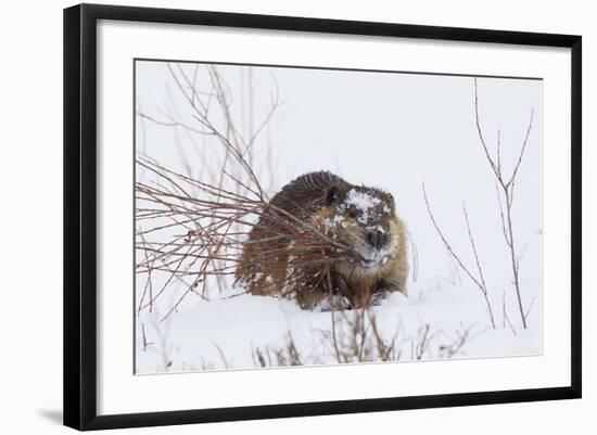 Beaver, Winter Food-Ken Archer-Framed Photographic Print