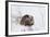 Beaver, Winter Food-Ken Archer-Framed Photographic Print