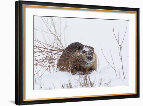 Beaver, Winter Food-Ken Archer-Framed Photographic Print