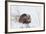 Beaver, Winter Food-Ken Archer-Framed Photographic Print