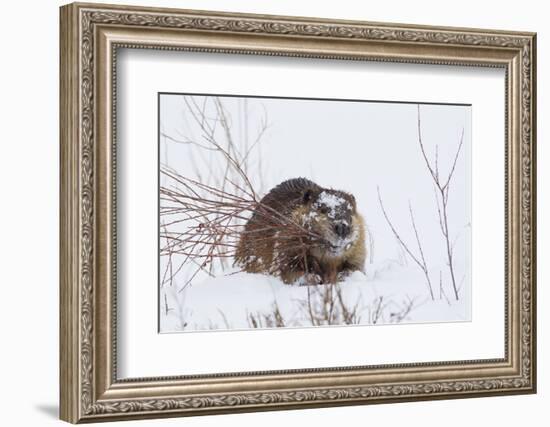 Beaver, Winter Food-Ken Archer-Framed Photographic Print