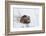 Beaver, Winter Food-Ken Archer-Framed Photographic Print