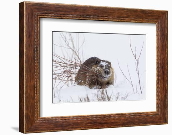Beaver, Winter Food-Ken Archer-Framed Photographic Print