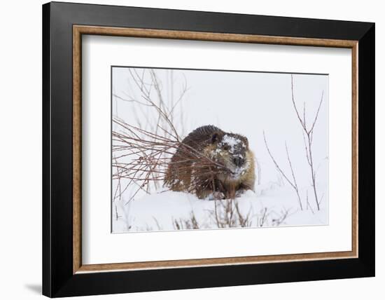 Beaver, Winter Food-Ken Archer-Framed Photographic Print